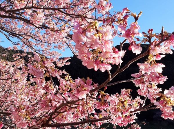 愛知県の桜開花情報 桜のお花見スポットと開花時期予想 静岡 愛知 正社員の求人情報 U ターン I ターン転職支援のリンク アンビション